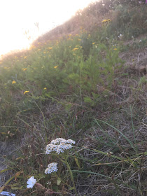 achillées tanaisies