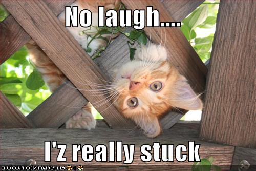 funny-pictures-cat-is-really-stuck-and-asks-you-to-not-laugh.jpg