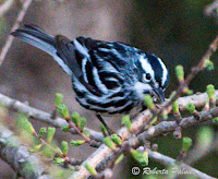 Black and White Warbler – Afton Road, PEI – May 19, 2018 – Roberta Palmer