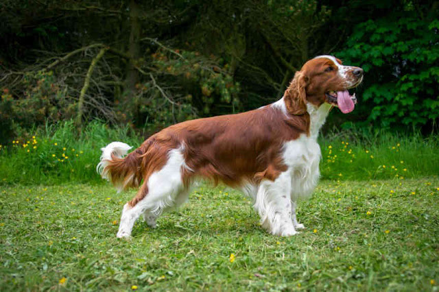 A photo of a Welsh Springer Spaniel running in a field, with the text "Welsh Springer Spaniel"