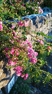 pink roses, stone wall