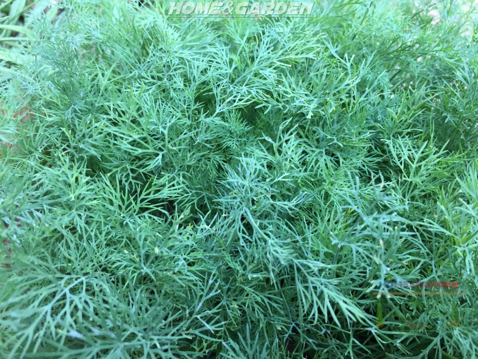 Dill is a cool season herb that is hardy to 25°F, and can be grown in USDA Hardiness Zones 2-11. This means it is accessible to most of North American gardeners, but is best grown in springtime!