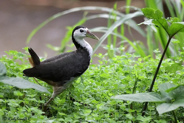 White-breasted Waterhen (Amaurornis phoenicurus)