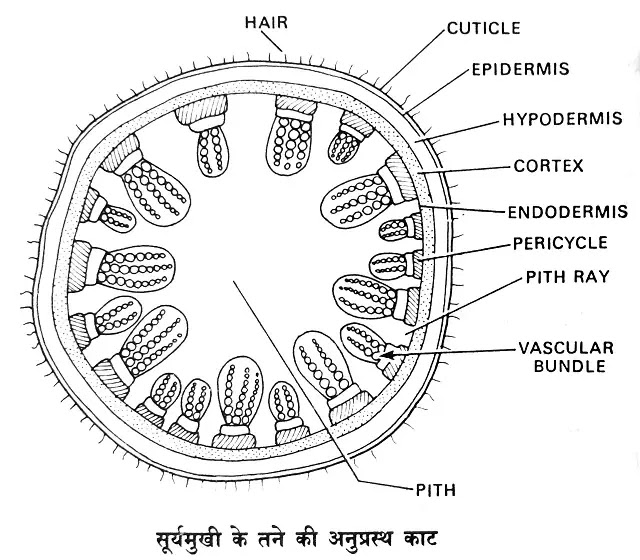 द्विबीजपत्री तनों की आन्तरिक रचना (Internal Structure Of Dicot Stems)|hindi