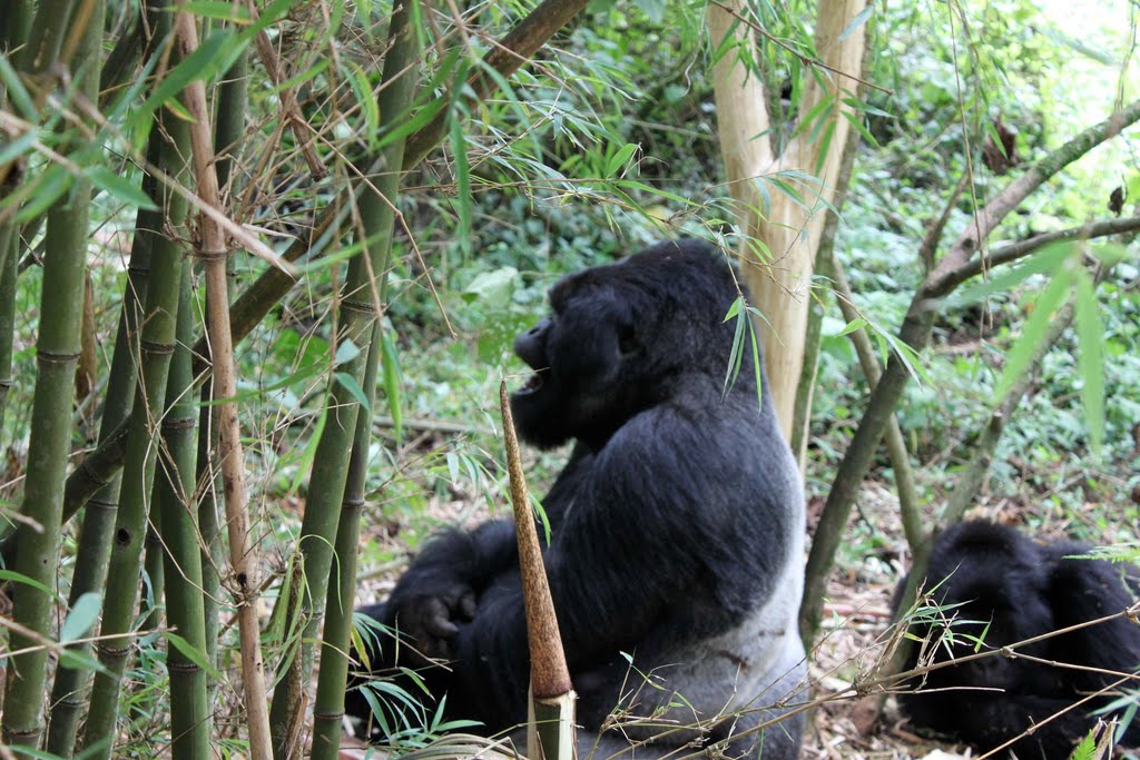 Veronica Varekova - Rwanda