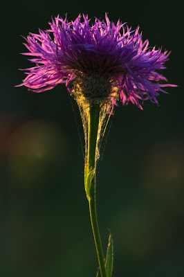 Backlit Thistle, Cross Timbers Trail