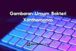 Gambaran Umum Bakteri Xanthomonas