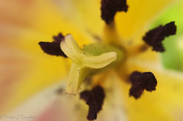 Tulip closeup