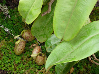 Nepenthes ampullaria