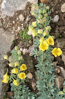 Tropaeolum polyphyllum 