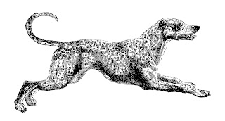 Dog Dalmatian Clip Art