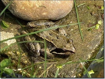 frog 3