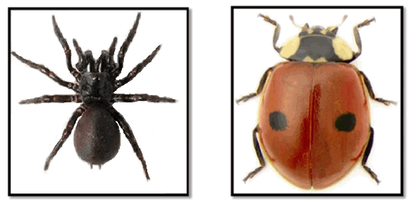 Laba-Laba dan Kumbang