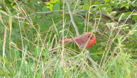 juvenile male cardinal