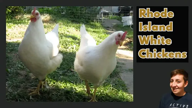 RIW Chickens