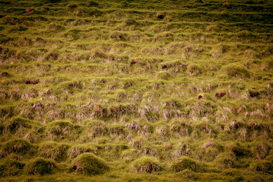 grass bank in colour