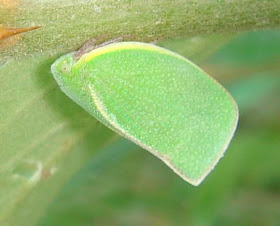 Green planthopper piture