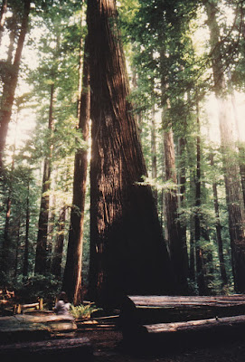 Flatiron Tree on March 19, 1992