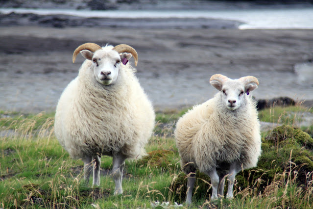 Landmannalaugar-Pecore