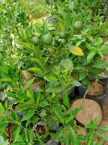 pohon jeruk kolomonde harga terbaik petani Jawa Timur