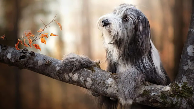 Long Hair Bearded Collie