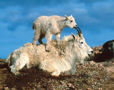 mountain goats picture