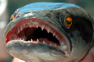 Cara Budidaya Ikan Toman Dalam Akuarium, Terpal Dan Keramba