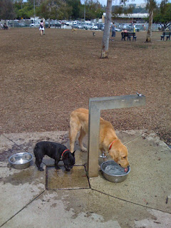 Barrington Dog park watering hole