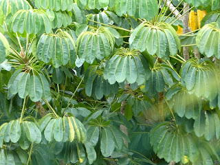 Arbre pieuvre - Arbre ombelle - Schefflera actinophylla