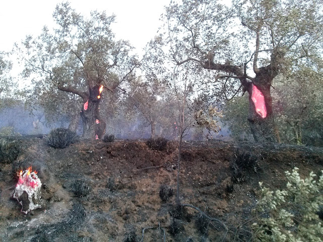 Incendio sul Monte Massico, Cerquelle 2017