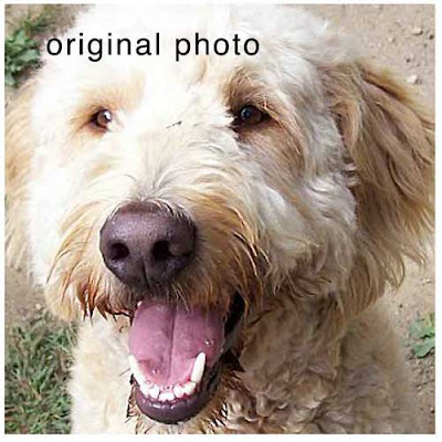 goldendoodle dogs. This sweet Golden Doodle is