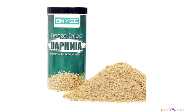 Daphnia for guppies