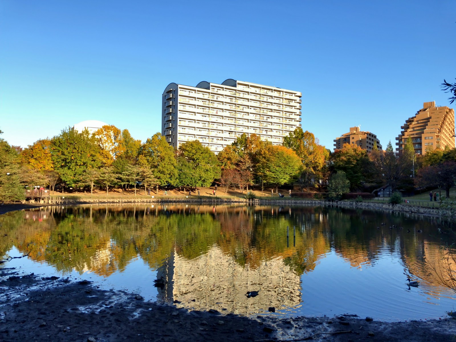 都筑区の公園 徳生公園 池の水ぜんぶ抜く でテレビに出た池 自然いっぱいの子供の遊び場 都筑ライフ 都筑区ブログ