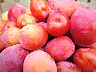 Plums freshly picked from the tree