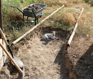 Thelma waiting for me to stop digging