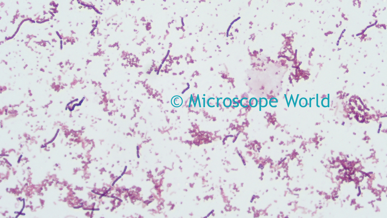 Microscope World Blog Microscopy Gram Staining