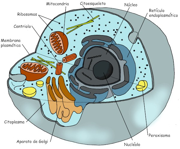 celula animal y celula vegetal. A célula vegetal possui parede