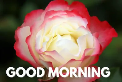 Good morning images Rose 🌹18