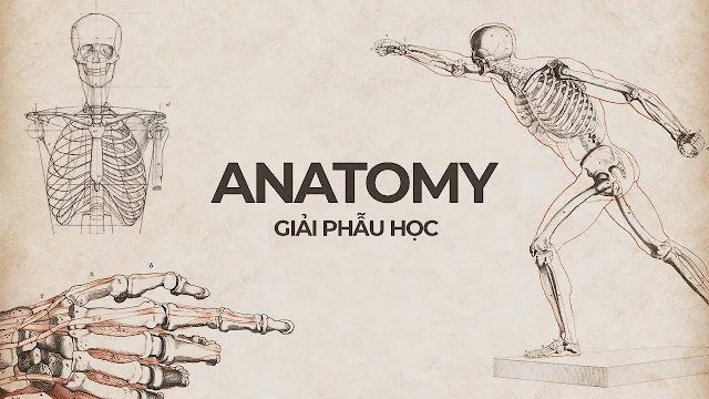 giải phẫu học - bộ môn quan trọng trong y học