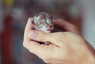 The Smallest Pets Seen On www.coolpicturegallery.us