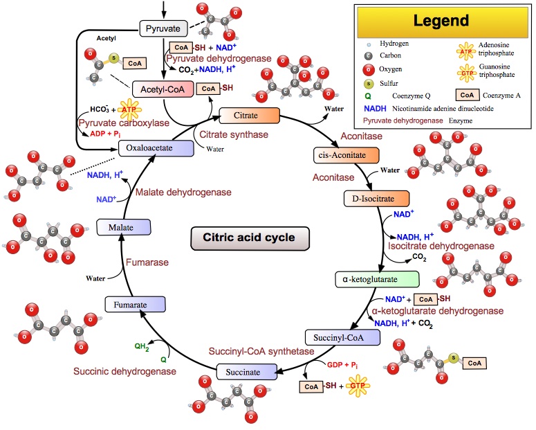 krebs cycle animation. How does krebs cycle work :: the paint spray gun krebs technical manual