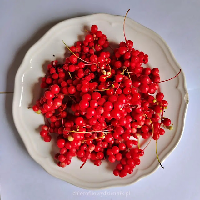 Cytryniec chiński Schisandra sinensis przepisy przepis na sok syrop herbatę z owocow cytrynca jak zrobic smak smakuje właściwości zastosowanie TCM med