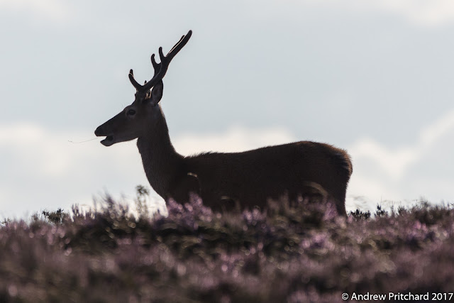 Young stag in stands in silhouette against a cloudy but bright sky on the heather covered moor.