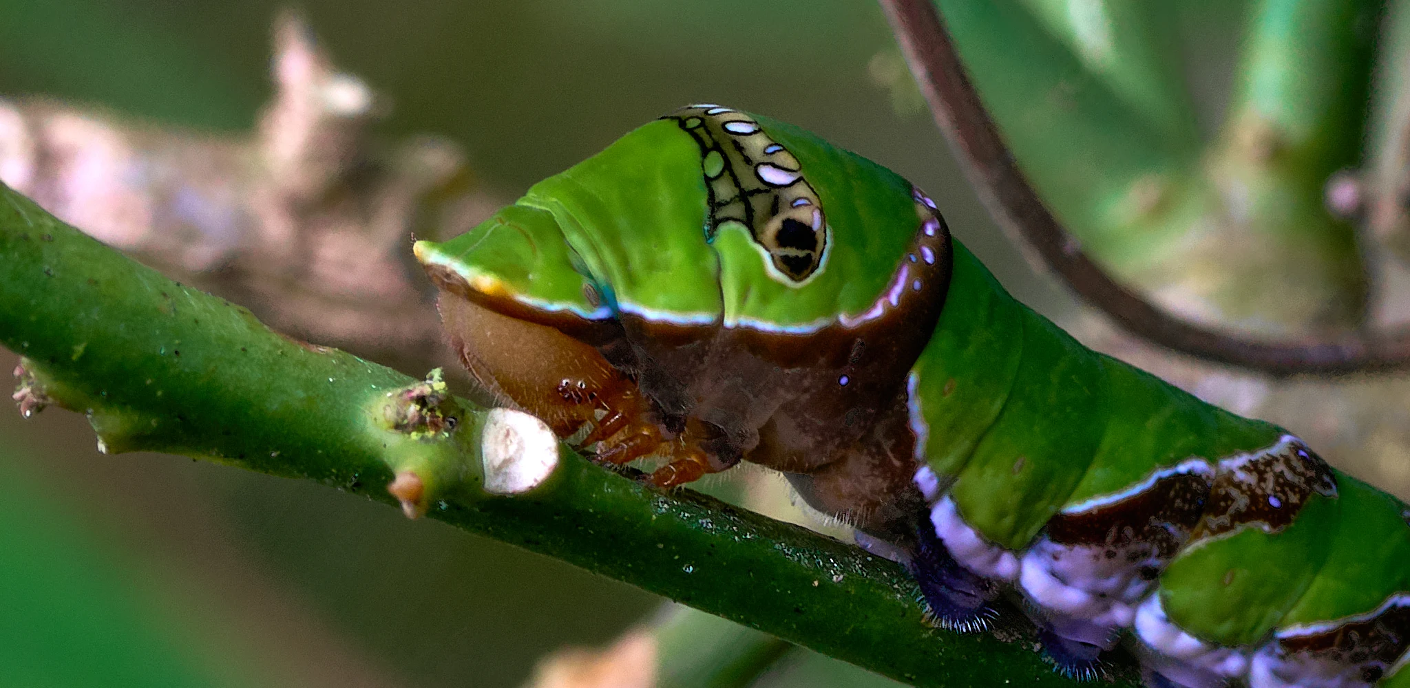 This image needed Min to point out the caterpillar to me. A Sony Alpha a68 camera connected to a Tamron 90 mm macro lens. Capture 1 for processing. The web to post the image to and last though perhaps not least my skill set. And of course you to appreciate the image.