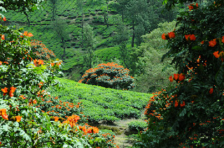 Munnar