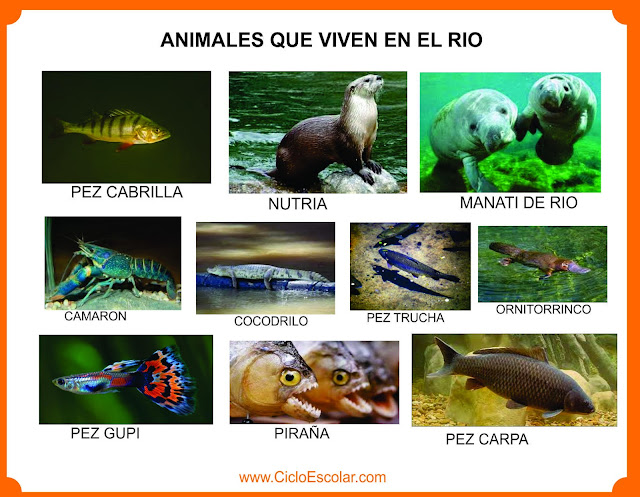 Ejemplo de animales que viven en los ríos.