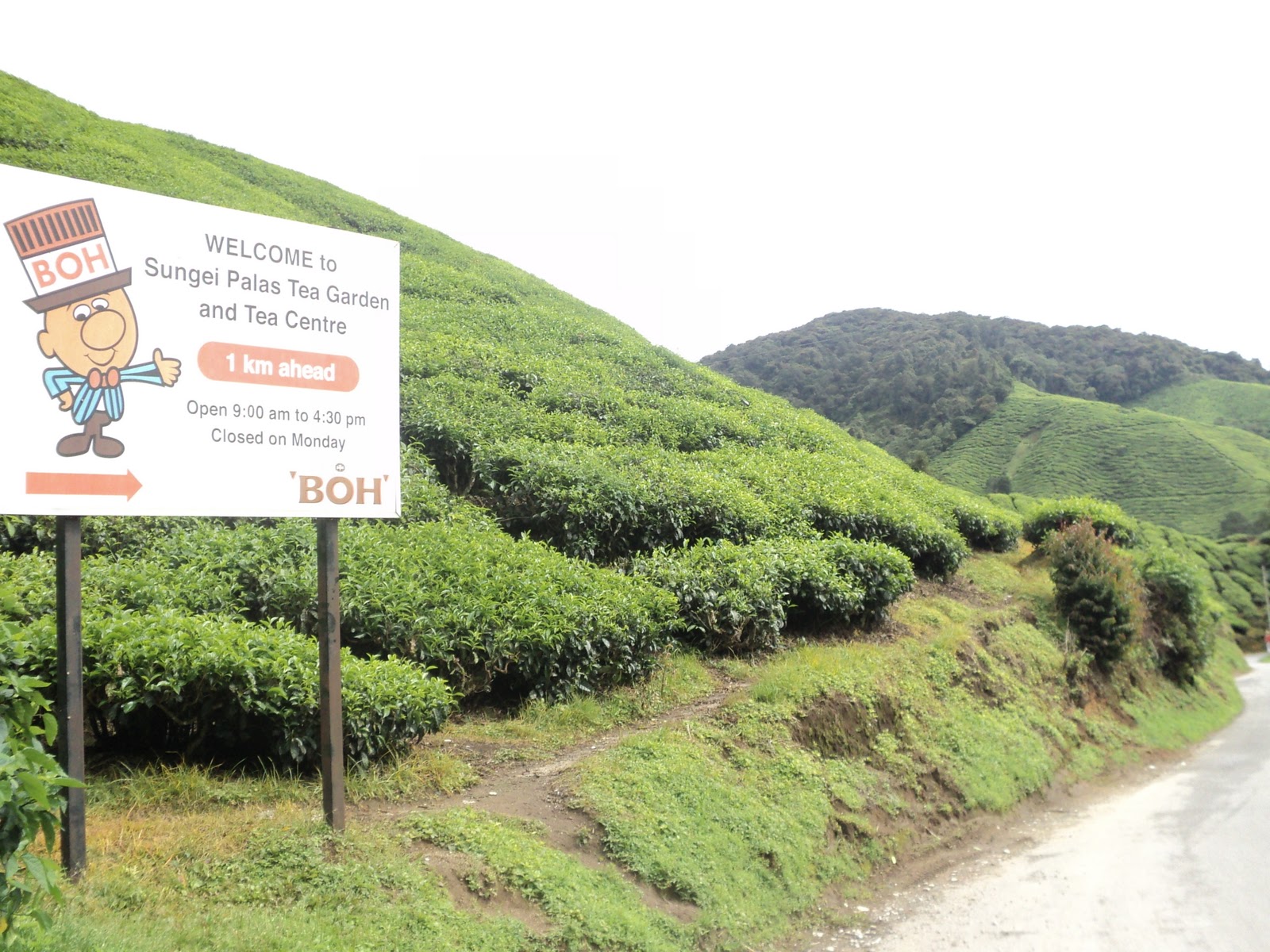 ladang teh boh sungai palas