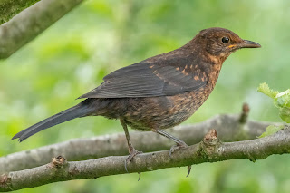 DFBridgeman Blackbird