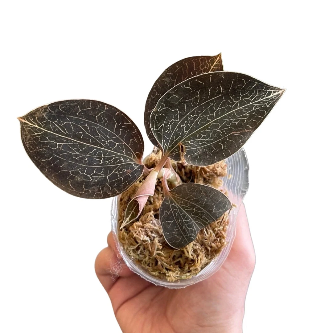 Anoectochilus chapaensis
