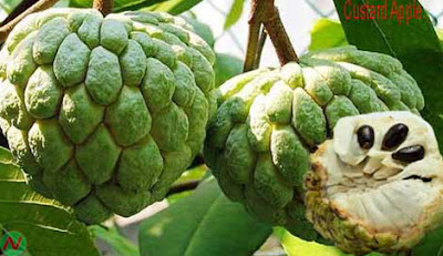 Custard apple fruit,Custard apple,